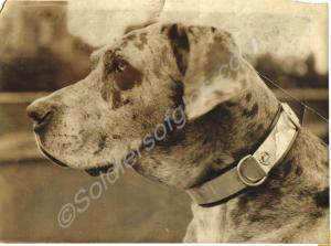 'Braggs III', the Great Dane mascot, wearing the r