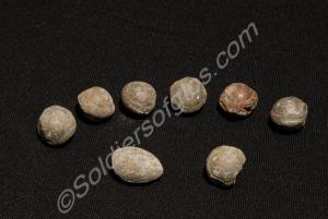 Lead musket balls picked up from the battlefield o
