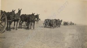 Mule drawn transport vehicles. 1st Battalion, The