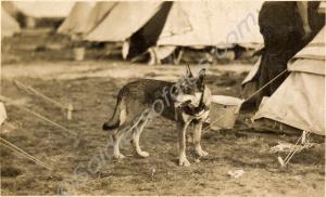 Dog. Probably at the camp of 1st Battalion, The Gl