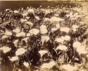 Field of arum lilies. South Africa c. 1900.