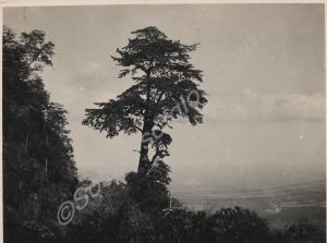 Scenic view. India, c.1937.