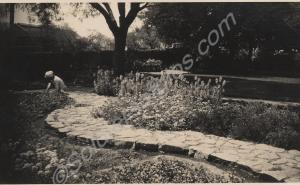 Garden. Reverse 'Miss Gandhi. New Rockery is in th