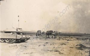 Crusader tank with camels in the desert.  Royal Gl