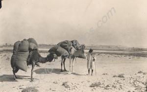 Camels in the desert.  Royal Gloucestershire Hussa