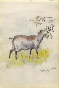 "Study of a goat." 1918. Work by Major Tom Barnard