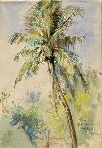"Palm seen from verandah of Greylands. Bombay." 19