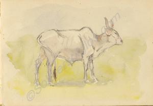 Painting of a cow 1919. Work by Major Tom Barnard