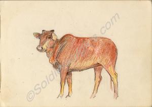 Sketch of a cow. 1920. Work by Major Tom Barnard d