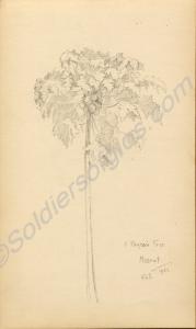 "A paupoi tree." 1922. Work by Major Tom Barnard d