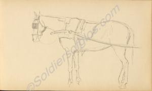 Sketch of a horse. 1922. Work by Major Tom Barnard