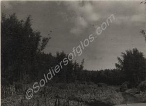 Matara Track through the bamboo forest. Gloucester