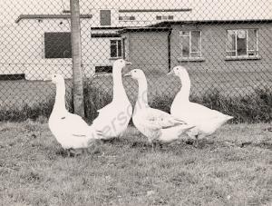 Ammo guard, Ballykelly, Northern Ireland.