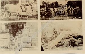 In album     Daily life -  Bullock carts, grass cu