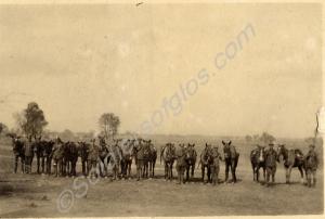 Soldiers with horses.  2nd Battalion, The Gloucest