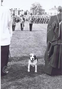 Beagle at the Drumhead Service. Gloucestershire Re