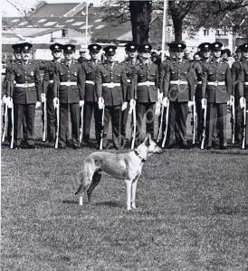 German Shepherd at Parade. Gloucestershire Regimen