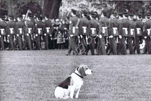 Beagle at Parade. Gloucestershire Regiment.  Glouc