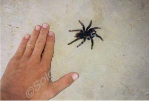 Juvenile Belize tarantula (Brachypelma vagans). Gl