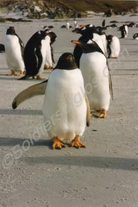 Gentoo penguins on the Falkland Islands. 1994.