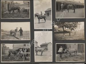 Officer's horses. Including The Sikh, Wonk, and Ra