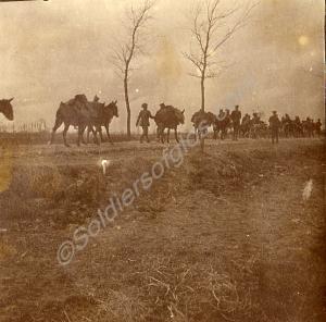 Pack mules being led along a road. 1st Battalion,