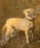 Staffordshire bull terrier. 2nd Battalion, The Glo