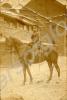 2870 Private Harold Hart on horseback, c. 1914.  R