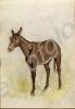 Mule 1918. Work by Major Tom Barnard, 1st Battalio