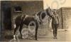 Soldier standing with horse. 2nd Battalion, The Gl