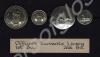 Officer's Servants Livery buttons. 1st Battalion o